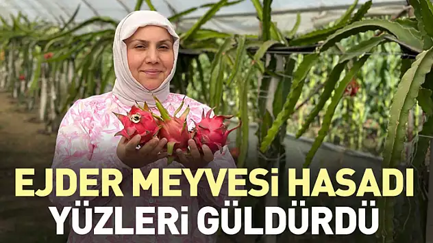 Ejder meyvesi hasadı yüzleri güldürdü