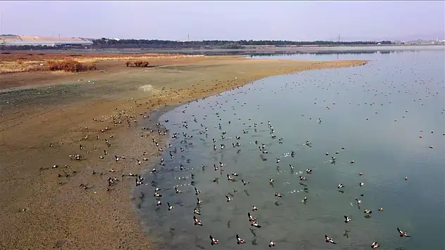 Elazığ'daki Cip Baraj Gölü, binlerce göçmen kuşu ağırlıyor