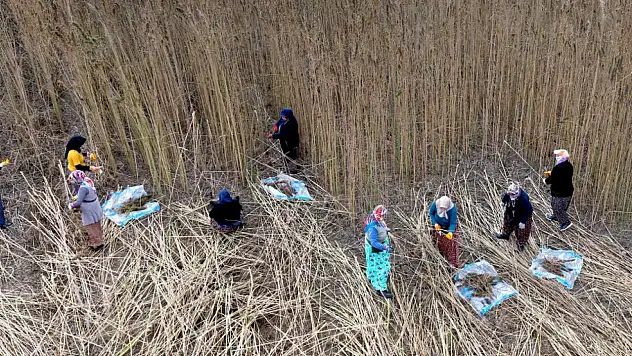 Endüstriyel Kenevir Çorum'da Gelir Kapısı Oluyor