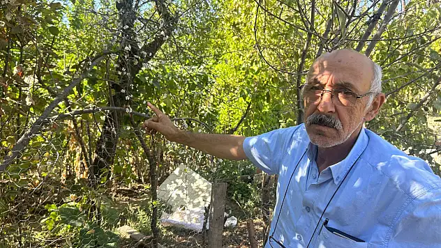 Eskişehir'de şaşırtan manzara: Erik ağacı ikinci kez çiçek açtı