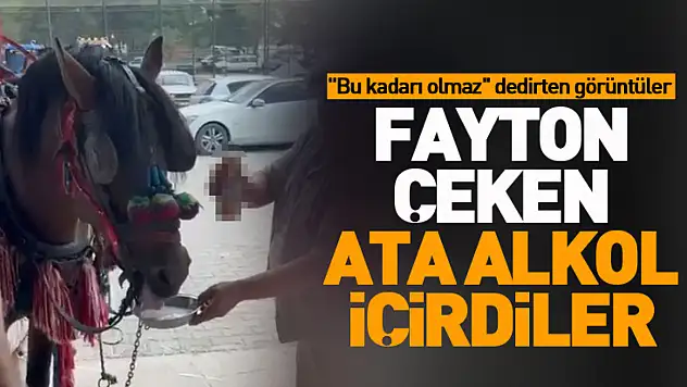 Fayton çeken ata alkol içirdiler