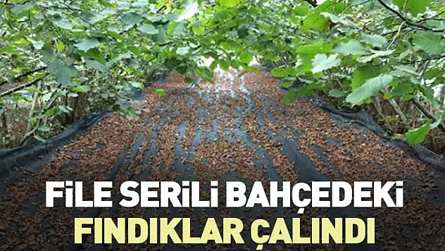 File serili bahçedeki fındıklar çalındı