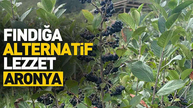 Fındığa Alternatif Lezzet