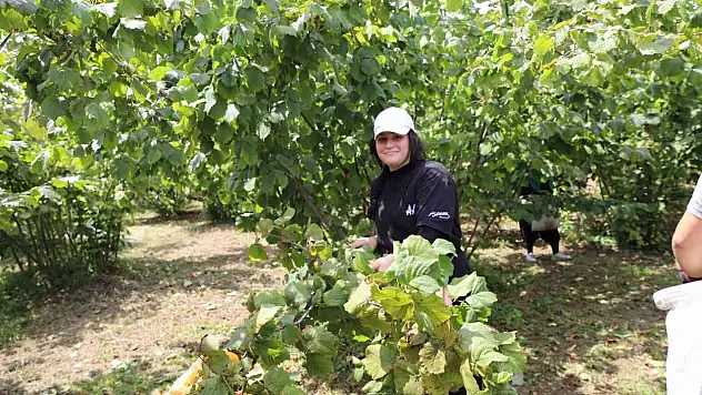 'Fındık Dalda Aklın İşçide Kalmasın'