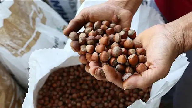 Fındık fiyatlarında dev rekor! Serbest piyasa fiyatları uçuşa geçti: 400 TL'lik psikolojik sınır aşılacak mı? (21 Ekim 2025 güncel fiyatlar)