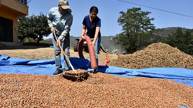 Fındık hasadında aile dayanışması