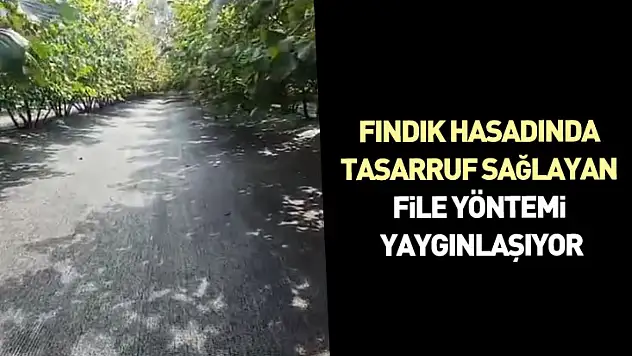 Fındık Hasadında Tasarruf Sağlayan File Yöntemi Yaygınlaşıyor