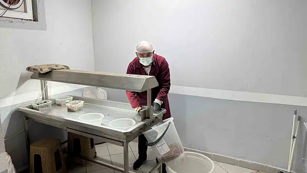 Fındık kavurma tesisleri taleplere yetişemiyor