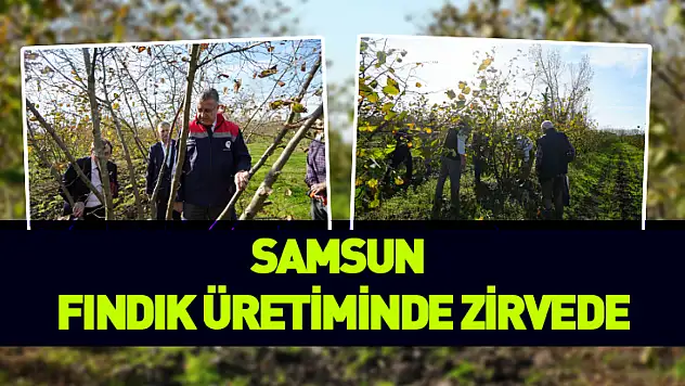 Fındık'ta zirve Samsun'un