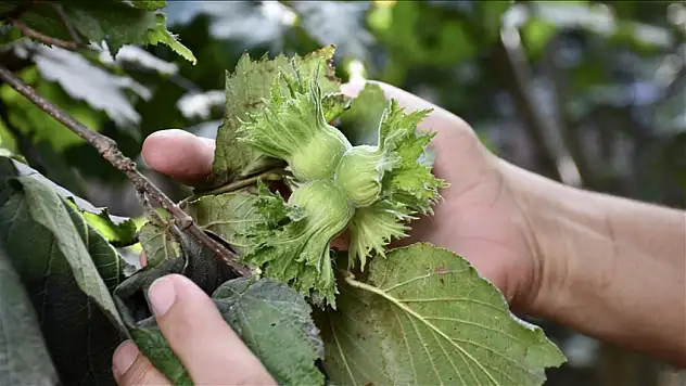 Fındık üreticileri hasada hazırlanıyor