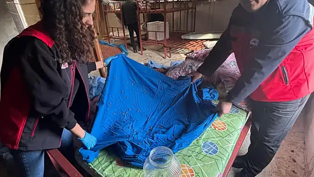 Fındık Üreticisine Doğal Kalkan: Samuray Arısı Devrede