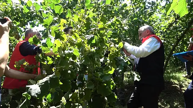 Fındıkta Verim Savaşı Başladı!