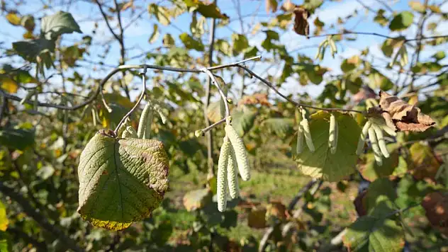 Fındıkta Verimi Artıran Sır: Güneş, Doğru Budama ve Temiz Ocaklar
