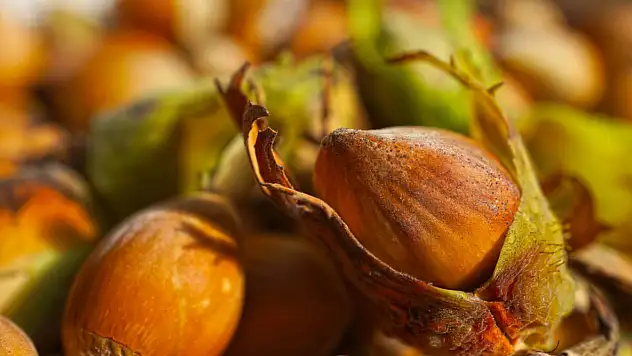 Fındıkta Yeni Tehlike Kapıda mı? Üretici endişeli!