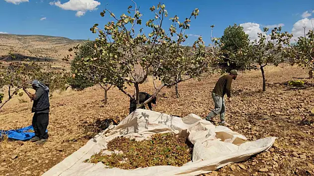 Fıstık hasadında sona gelindi