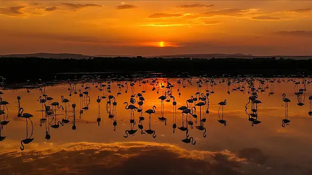 Flamingolar Gün Batımında Van Gölü'nü Renklendirdi