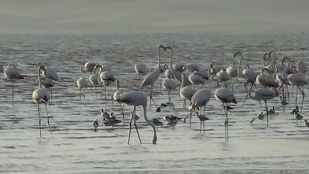 Flamingoların renkli dansı