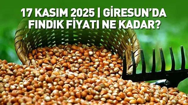 Giresun'da 17 Kasım Fındık Fiyatı | Yeni gün, yükselişle başladı!