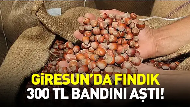 Giresun'da Fındık 300 TL Bandını Aştı! İlçe İlçe Büyük Artış | 5 Ocak 2026