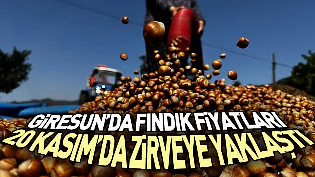 Giresun'da Fındık Fiyatları 20 Kasım'da Zirveye Yaklaştı