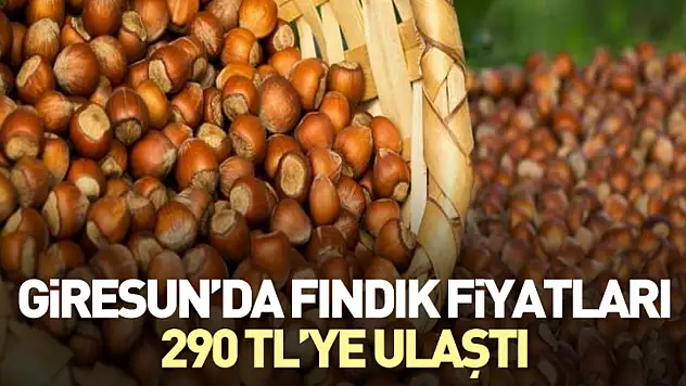Giresun'da Fındık Fiyatları 290 TL'ye Ulaştı