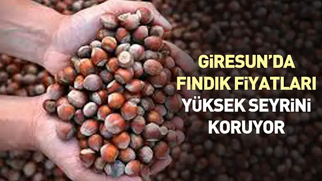 Giresun'da 25 Ocak 2026 Fındık Fiyatları Yüksek Seyrini Koruyor