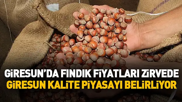 Giresun'da Fındık Fiyatları Zirvede: Giresun Kalite Piyasayı Belirliyor