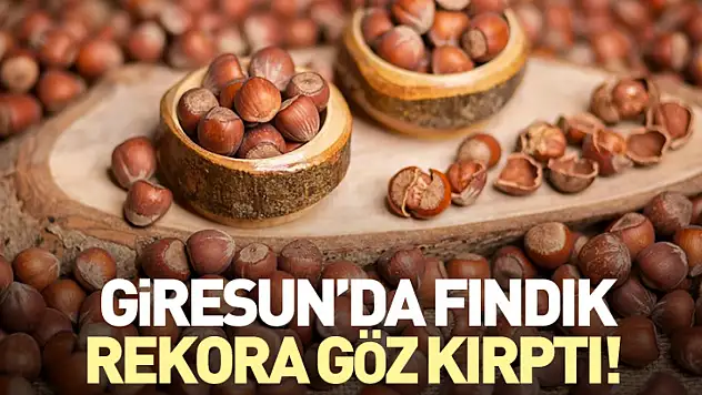 Giresun'da Fındık Rekora Göz Kırptı!