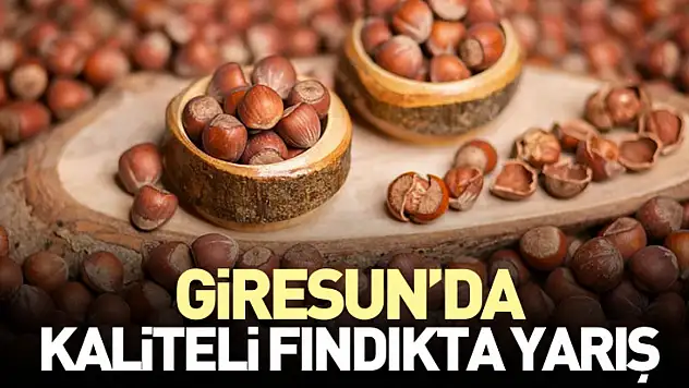 Giresun'da Kaliteli Fındıkta Yarış