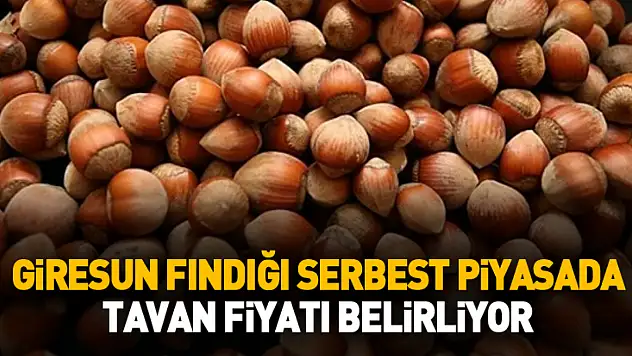 Giresun Fındığı Serbest Piyasada Tavan Fiyatı Belirliyor