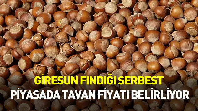 Giresun Fındığı Serbest Piyasada Tavan Fiyatı Belirliyor