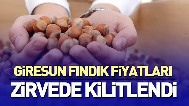 Giresun Fındık Fiyatları Zirvede Kilitlendi | 26 Aralık'ta Psikolojik Eşik Testte