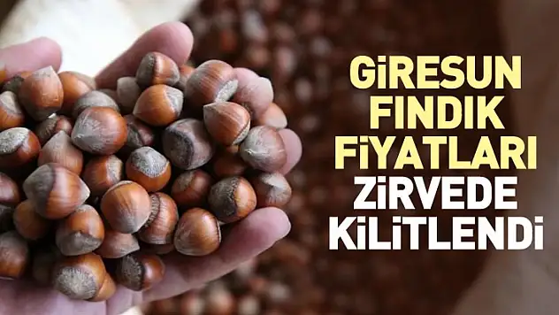 Giresun Fındık Fiyatları Zirvede Kilitlendi | 27 Aralık'ta Psikolojik Eşik Korunuyor