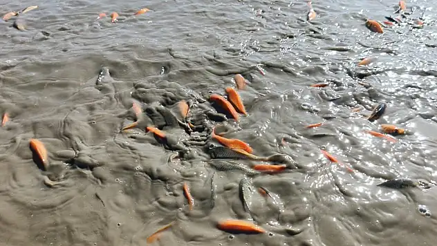 Gölet kurudu, balıklar telef oldu