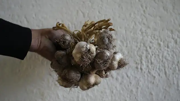 Gümüşhane'de ata tohumu 'siyah sarımsak' tescil yolunda