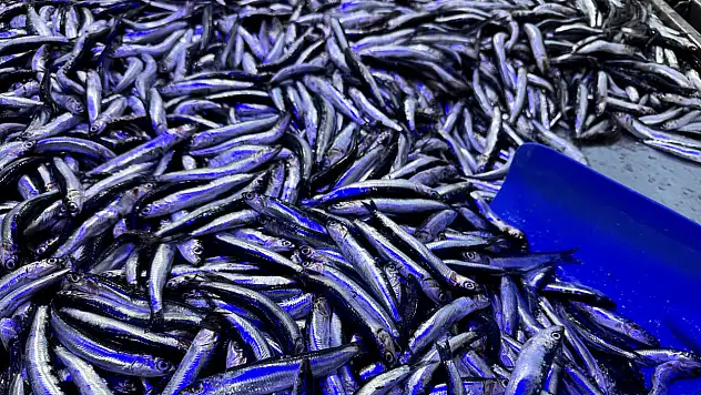 Hamsinin Geleceği İçin Kritik Çağrı