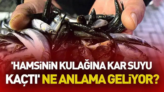 'Hamsinin Kulağına Kar Suyu Kaçtı' Ne Anlama Geliyor?