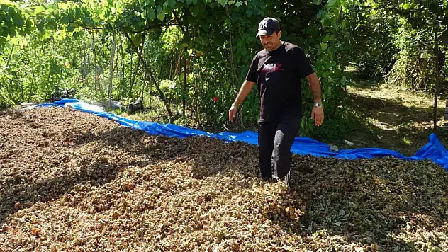 Harmana giren domuz fındıkları yedi