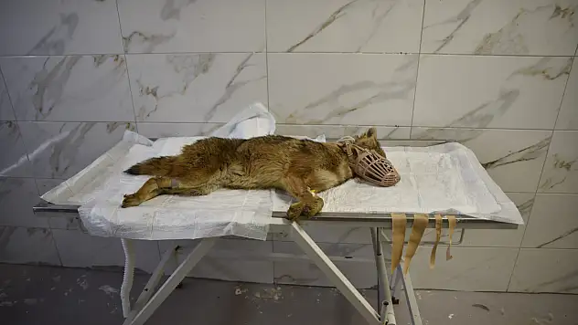 Hasta Çakal Tedavi Altına Alındı