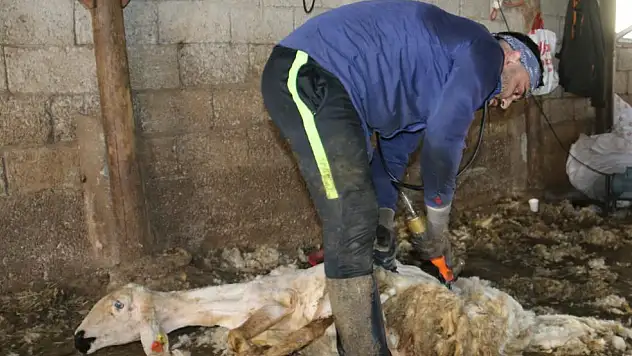 Havalar ısınmasıyla koyun kırkma mesaisi başladı !