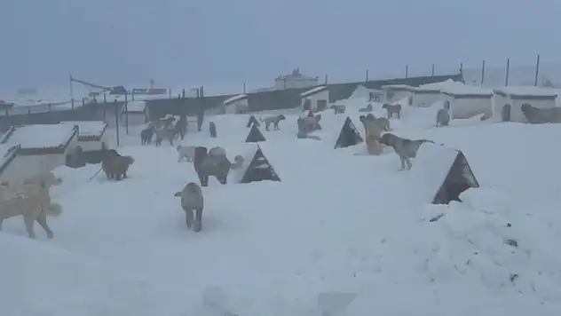 Hayvanlarını Kontrol Etmeye Gitti, Kar Duvarıyla Karşılaştı