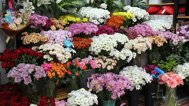 Her Kasım Aynı Hikaye Kasımpatı Kapış Kapış