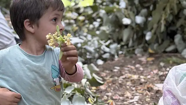 Ihlamur hasadı başladı