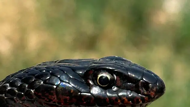 İşletmenin tuvaletine giren karayılan yeniden doğal ortamına salındı