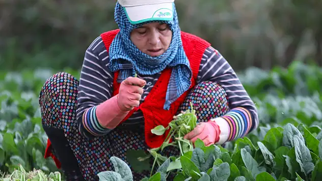 Ispanağın kilosu tarlada 6, pazarda 40 TL