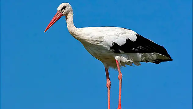 İtfaiye görevlisi leyleği havada yakaladı