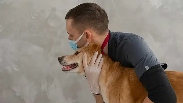 Kadıköy Veteriner Arayanlar İçin Güncel 2025 Rehberi