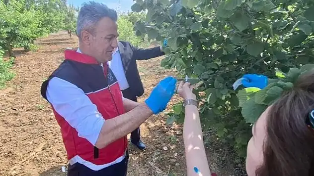 Kahverengi kokarcaya samuray arısıyla çözüm