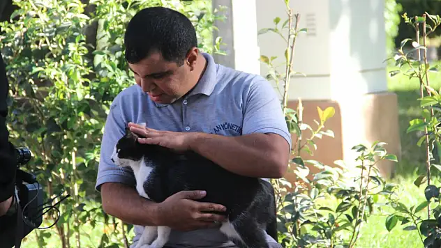 Kalp masajıyla hayata dönen kedi