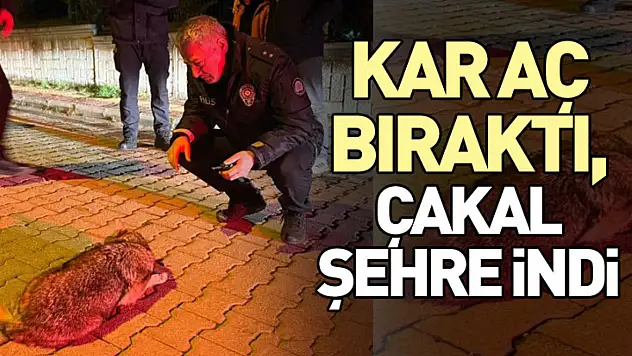 Kar Aç Bıraktı, Çakal Şehre İndi